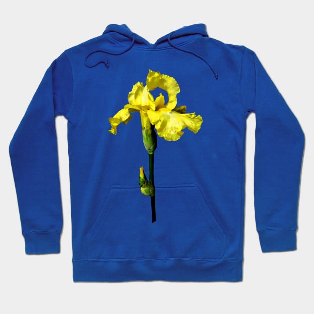 Yellow Iris and Bud Hoodie by SusanSavad